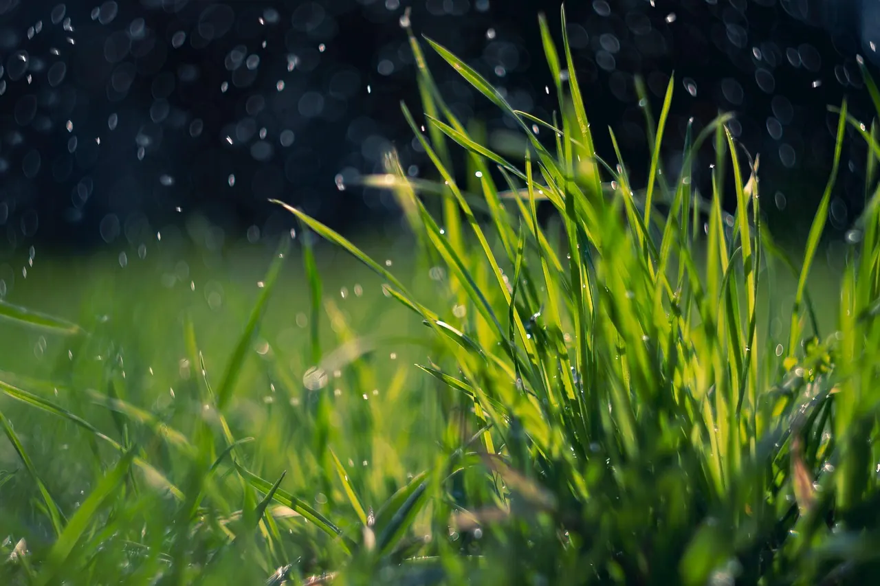 spring, grass, rain, green, dew, water drops, nature, field, meadow, lawn, plant, rain, rain, rain, rain, rain, lawn