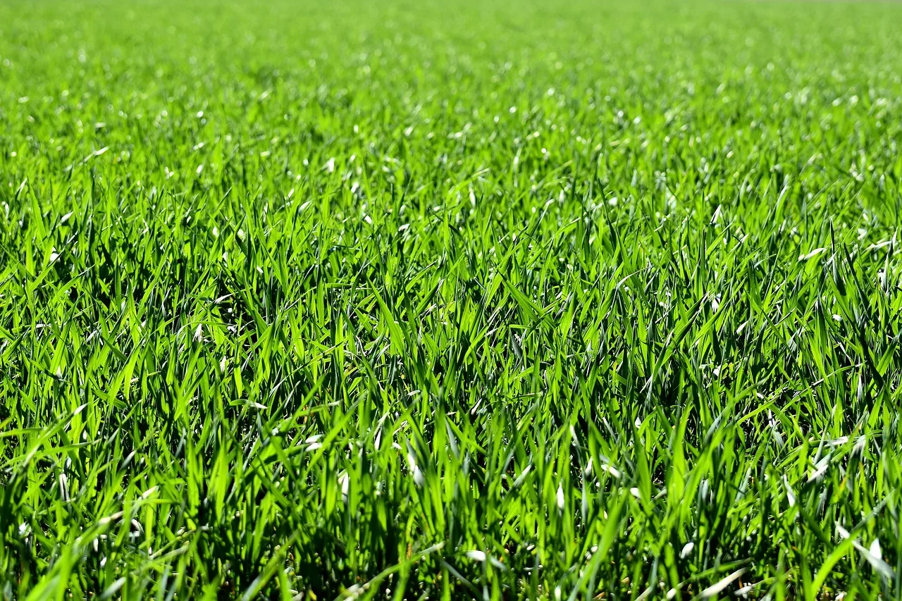 meadow, field, nature, grass, landscape, grassy, grasslands, grass blades, lush, green, greenery, green grass, lawn, meadow, field, field, grass, grass, green, green, green, green, lawn, lawn, lawn, lawn, lawn. Lawn replacement checklist: 6 phases through year one