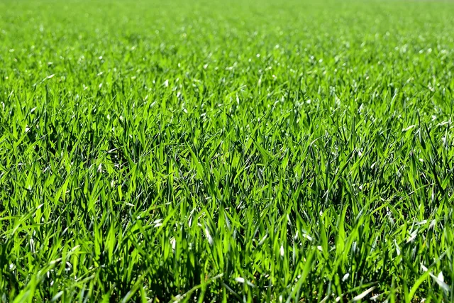 meadow, field, nature, grass, landscape, grassy, grasslands, grass blades, lush, green, greenery, green grass, lawn, meadow, field, field, grass, grass, green, green, green, green, lawn, lawn, lawn, lawn, lawn. Lawn replacement checklist: 6 phases through year one