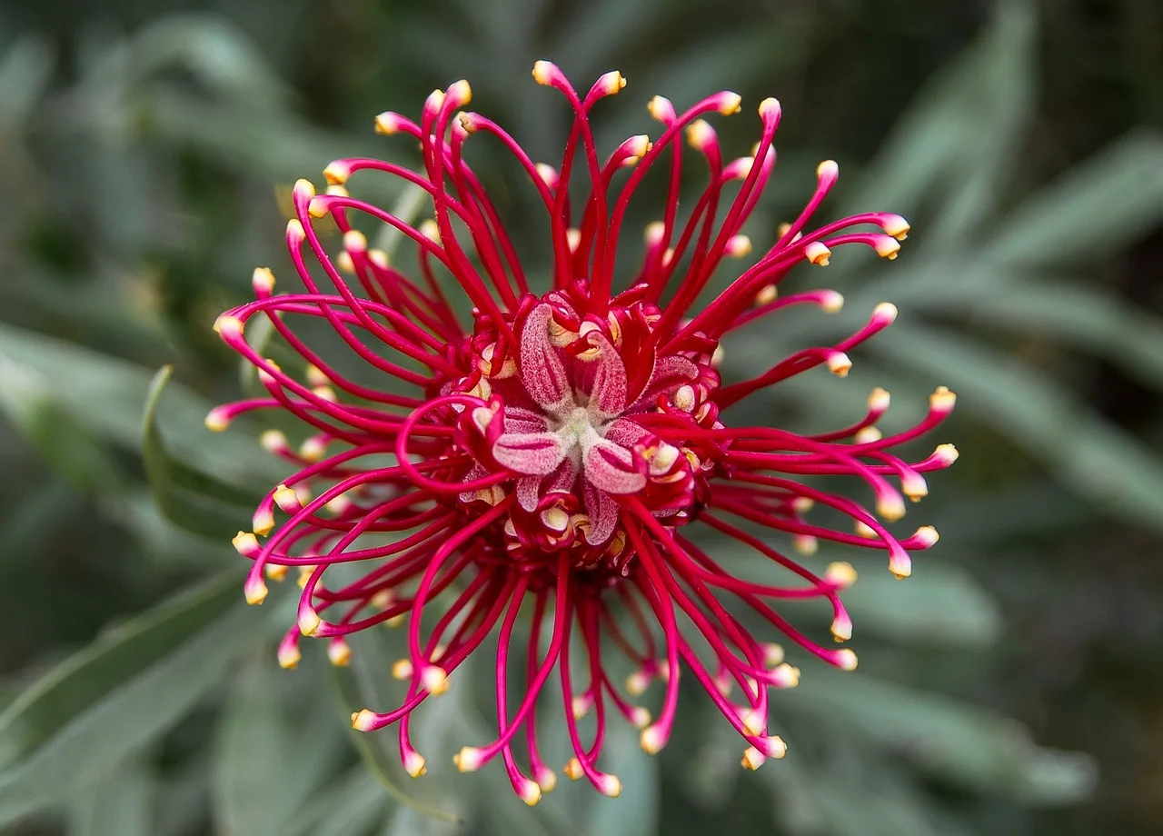 grevillea, spider flower, nature, flower, flower wallpaper, bloom, beautiful flowers, blossom, flora, australian, pink, nectar, flower background, close up, single flower. The trowel test: when a second-year native bed needs water
