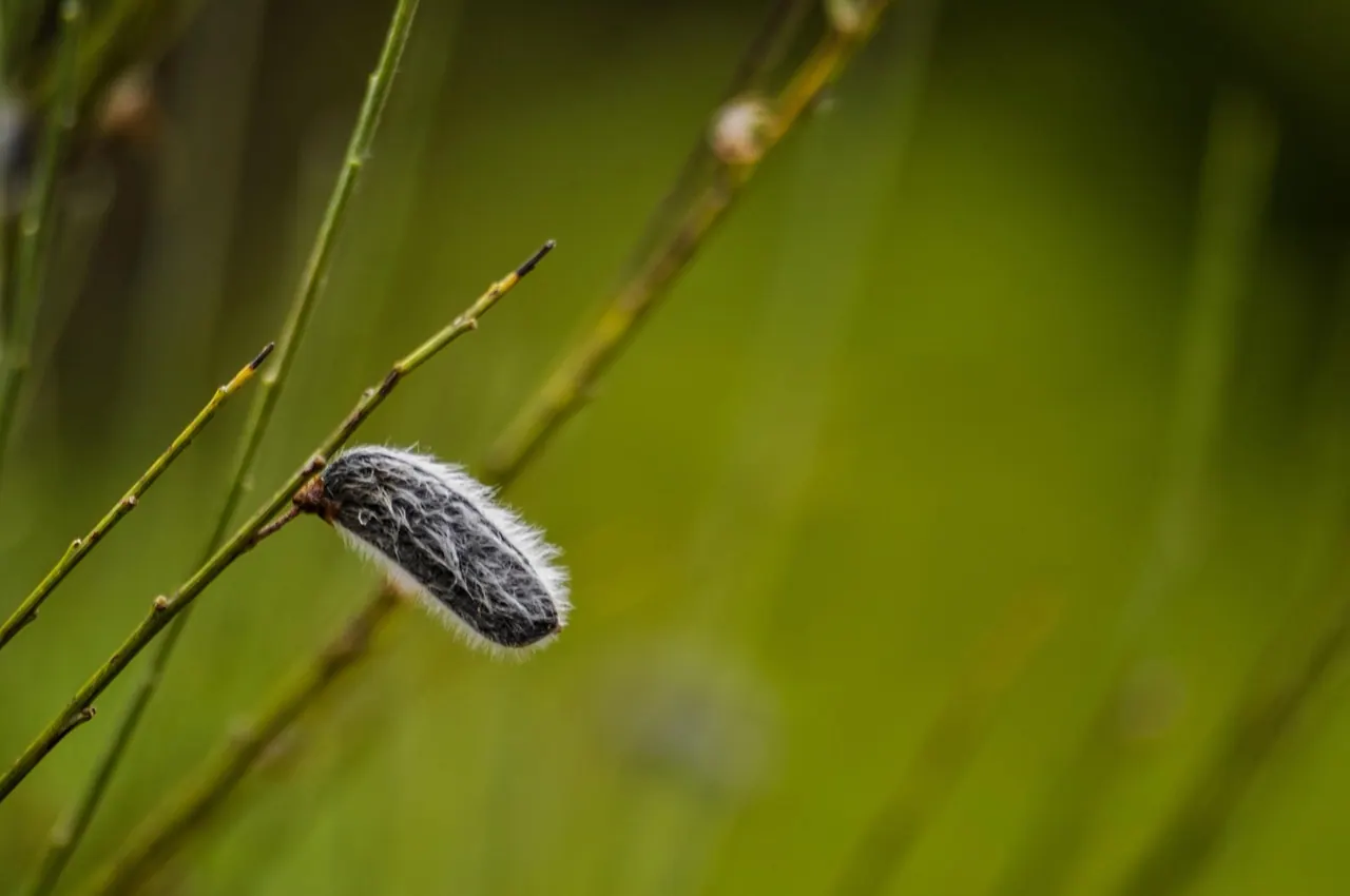 green, nature, seed, seedpod, pod, fluffy, furry, english, british, boom, yellow boom, english native, scots boom, plant, wild, wild plant, scottish, scotch, natural, meadow, seeds