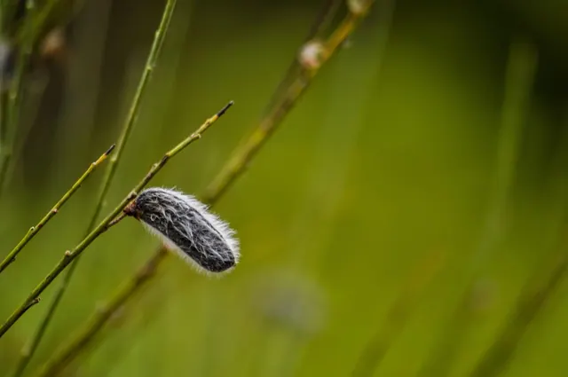 green, nature, seed, seedpod, pod, fluffy, furry, english, british, boom, yellow boom, english native, scots boom, plant, wild, wild plant, scottish, scotch, natural, meadow, seeds