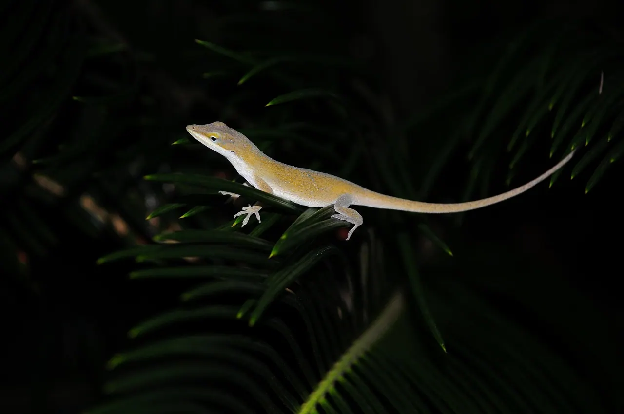 lizard, reptile, nature, wildlife, plant, garden. Six pause points that keep a native garden on track