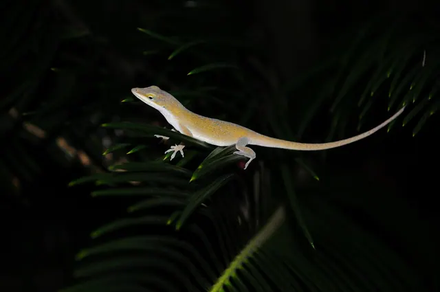 lizard, reptile, nature, wildlife, plant, garden. Six pause points that keep a native garden on track