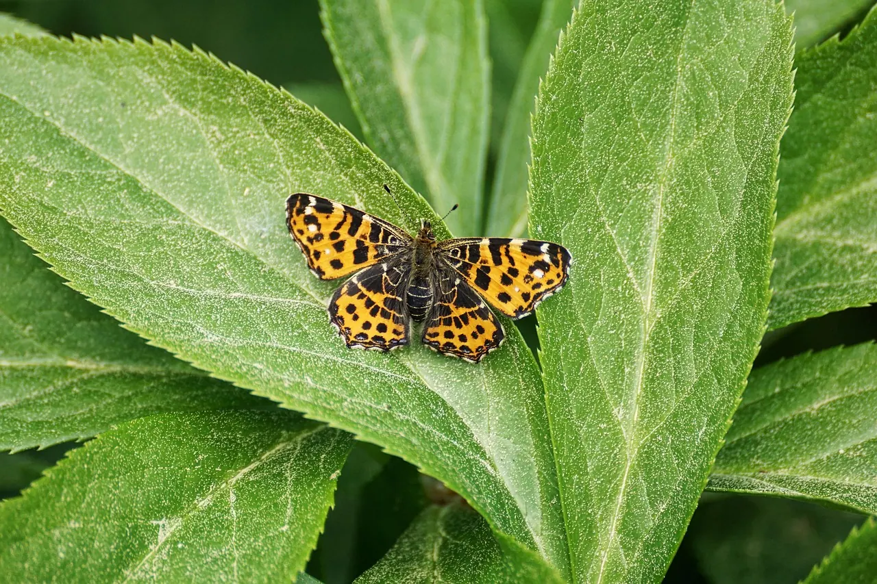 butterfly, map, yellow, brown, native, nature, leaf, insect, green, plant, close up