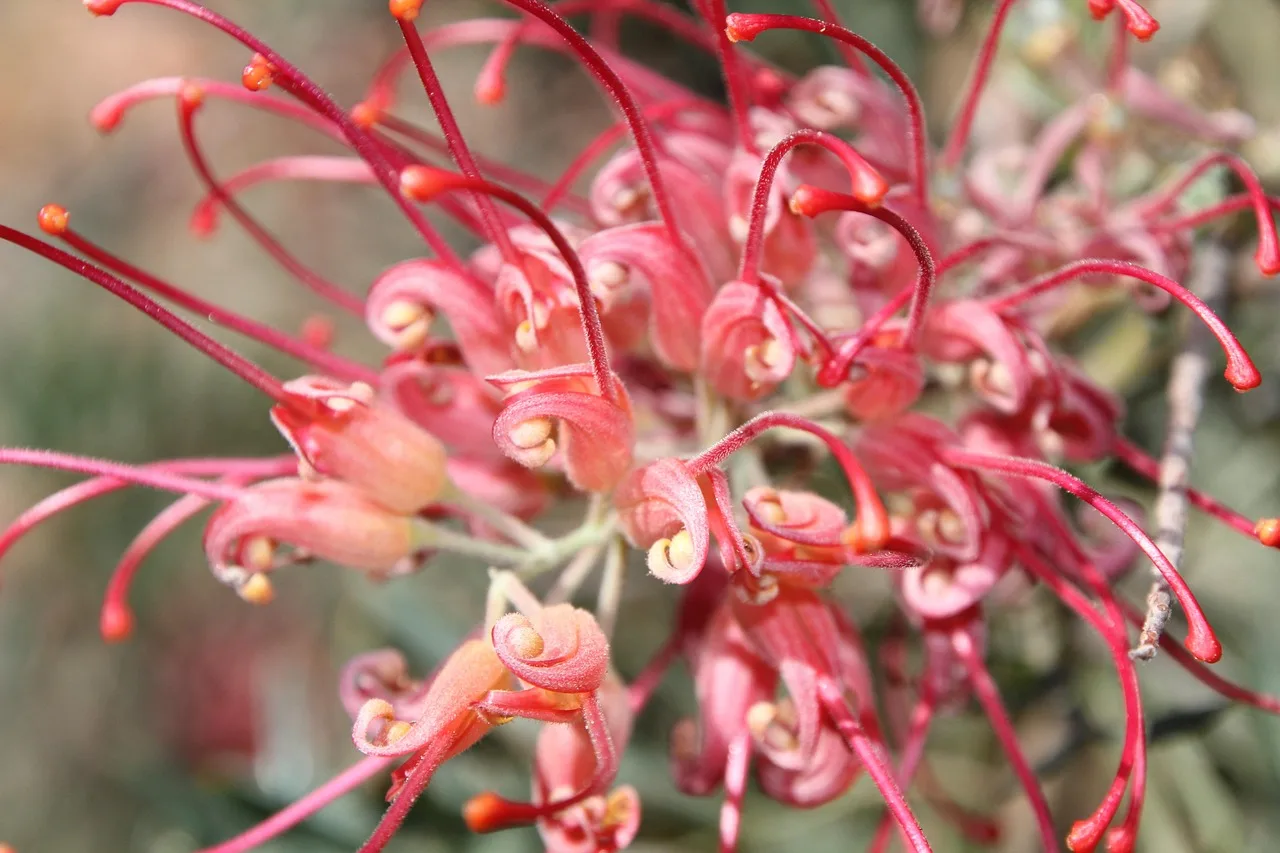 native, plant, red, nature, flora, pink, australian, australia, wildflower. Native landscaping timeline: when spending happens