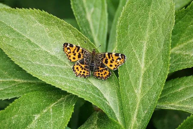 butterfly, map, yellow, brown, native, nature, leaf, insect, green, plant, close up