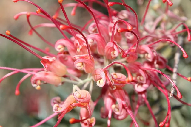 native, plant, red, nature, flora, pink, australian, australia, wildflower. Native landscaping timeline: when spending happens