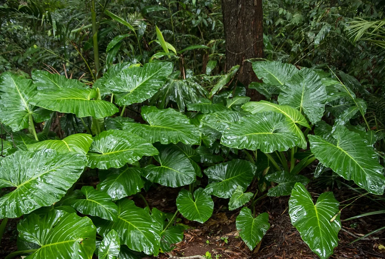 native lily, cunjevoi, alocasia brisbanensis, leaf, green, rain forest, nature, wild, wet, rain, native, queensland, australia. Judging native landscaping timeline: month five: prepare the ground