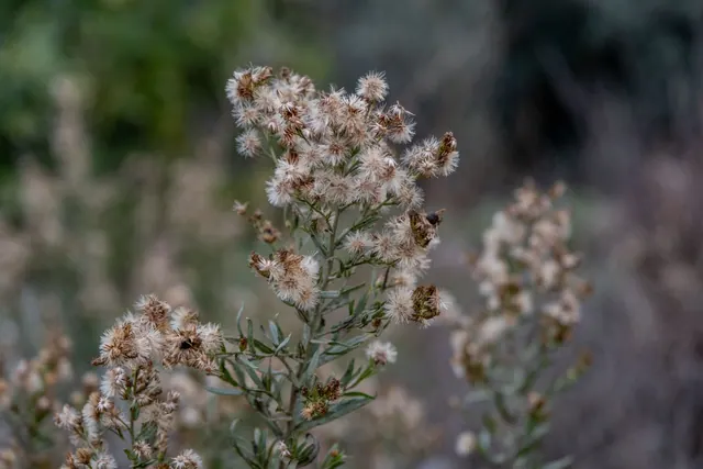 Close-up of dried wildflowers in a serene İzmir meadow during daytime.
