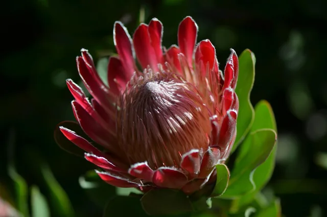 flower, flower background, beautiful flowers, waratah, flora, australia, native, plant, bloom, flower wallpaper, garden, nature, botanical, wildflower, aussie. Native yard makeovers timeline: why approvals and prep drag