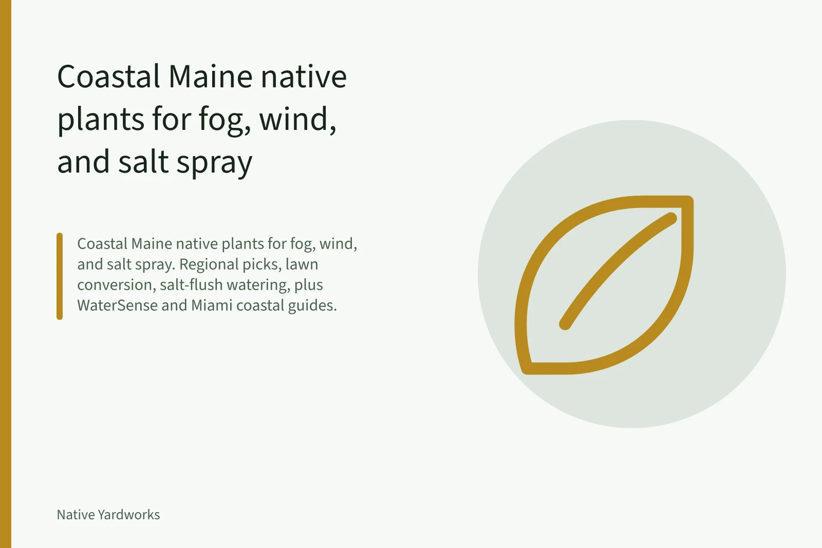 American beachgrass clumps holding a foggy coastal Maine sand dune. Coastal Maine native plants for fog, wind, and salt spray