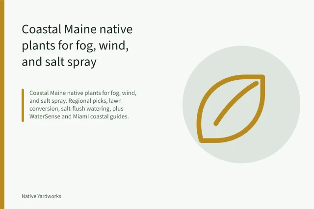 American beachgrass clumps holding a foggy coastal Maine sand dune. Coastal Maine native plants for fog, wind, and salt spray