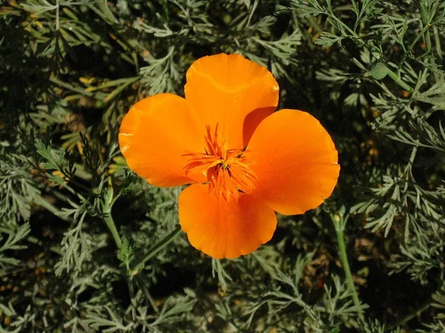poppy, beautiful flowers, wildflower, flower, bloom, california, native, flower wallpaper, flower background, plant, nature. Denver Water-Wise Landscaping: Native Plants and HOA Rules