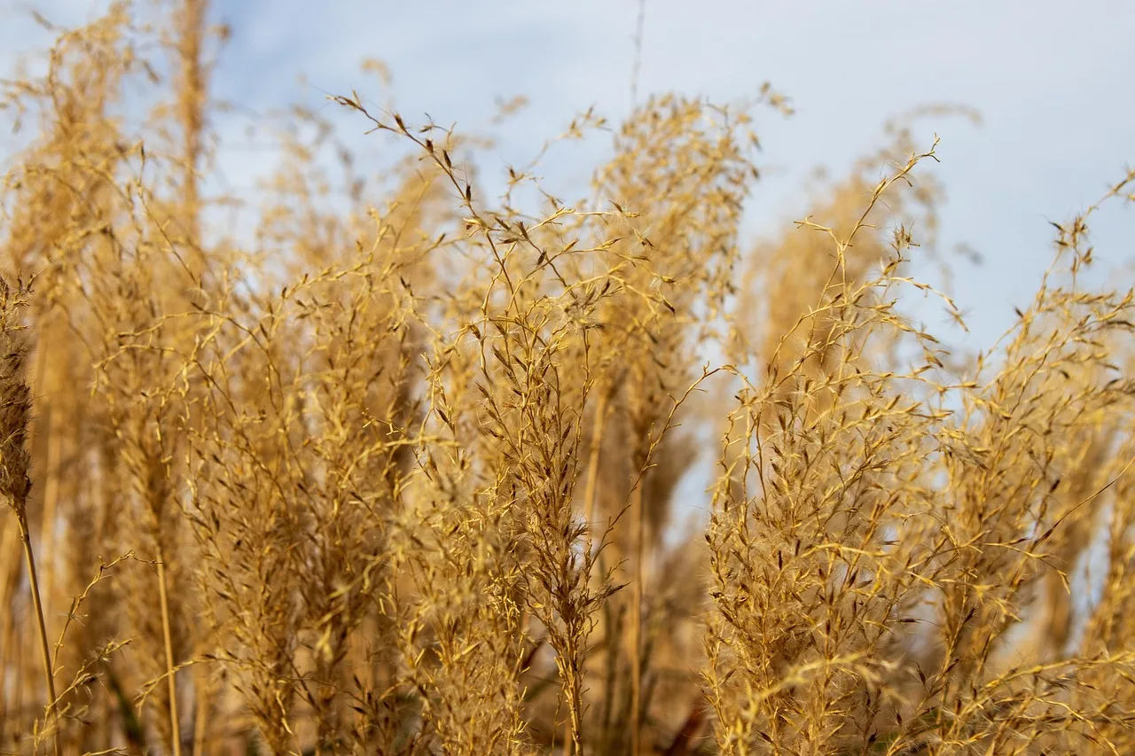 grass, nature, plants, field, austrostipa, native, bloom, wild. 5 lessons from native yard projects: grasses, local supply, aftercare, phasing, records