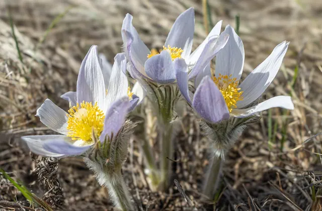 prairie, crocus, crocuses, bunch, saskatchewan, native plants, nature, flora, wildflower, spring, dry, grass