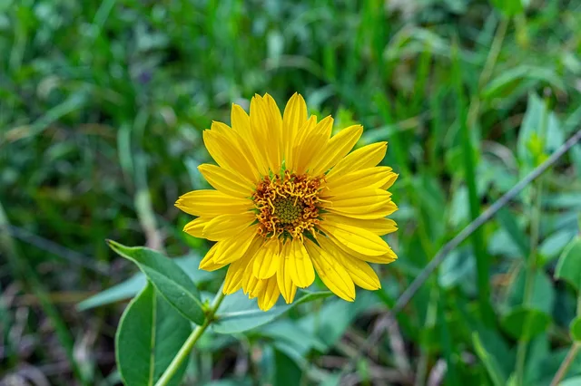 prairie rosinweed, prairie dock, yellow flower, flower, wildflower, silphium terebinthinaceum, kansas, prairie, great plains, flora, flower background, plants, beautiful flowers, flower wallpaper, wild plants, nature, osawatomie. Regional native plants case studies: one Oregon prairie