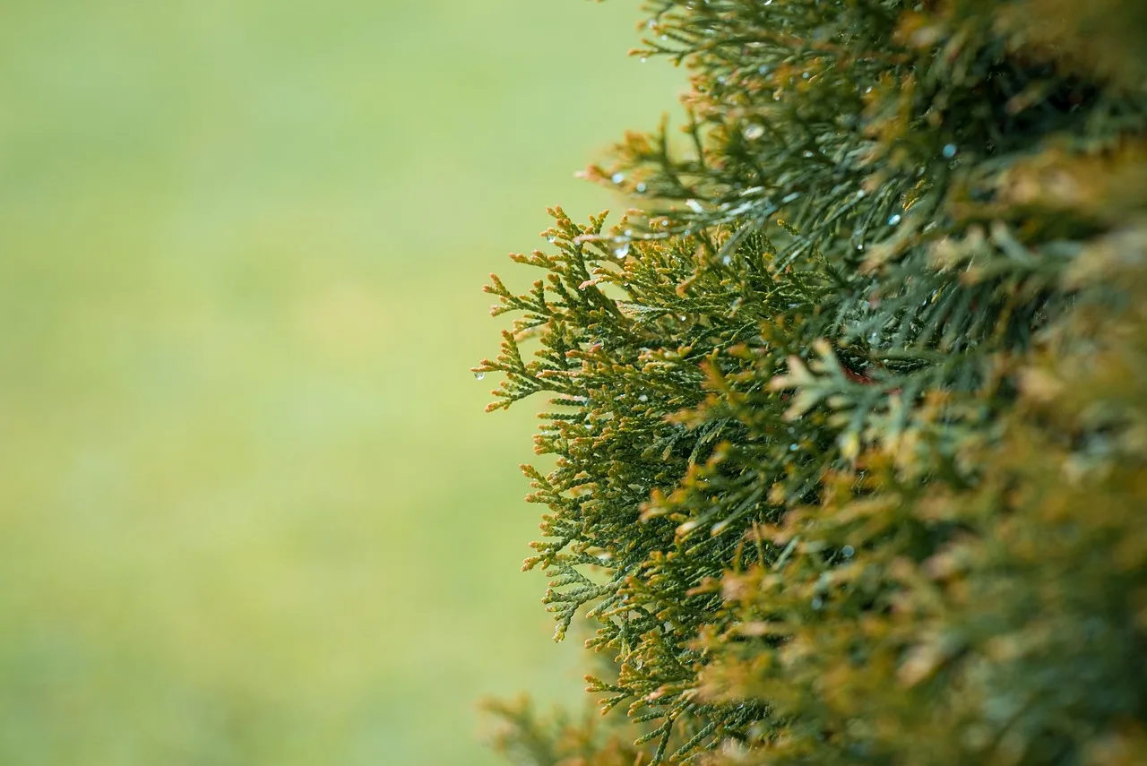 thuja, tree, hedge, needles, leaves, foliage, branch, conifer, evergreen, cupressaceae, plant, front yard, garden, nature, closeup. US Homeowners: Four Native Front-Yard Choices