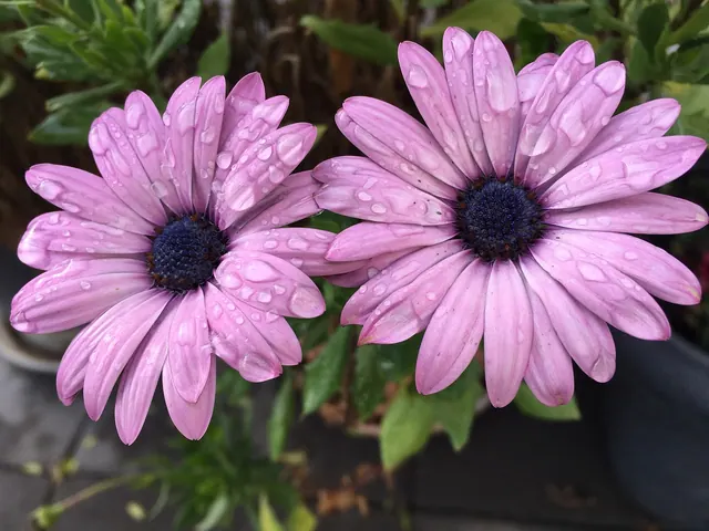 flower magic, waterdrop, in december, in the winter, blossom, bloom, tender, purple, pink, nature, plants, garden, potted plant, wet, faded, front yard, beauty, potted plant, potte