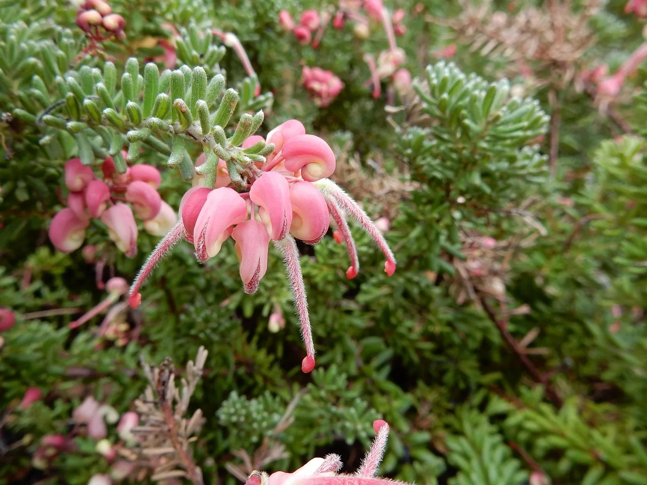 plant, native, australian, flower background, gravillea, flower wallpaper, leaf, nature, outdoor, beautiful flowers, flower, bush, shrub, pink, garden, australis, gardener, grow, wildflower, flora. Two ways to run front yard plant combinations ideas: before you buy versus design for a season of bloom