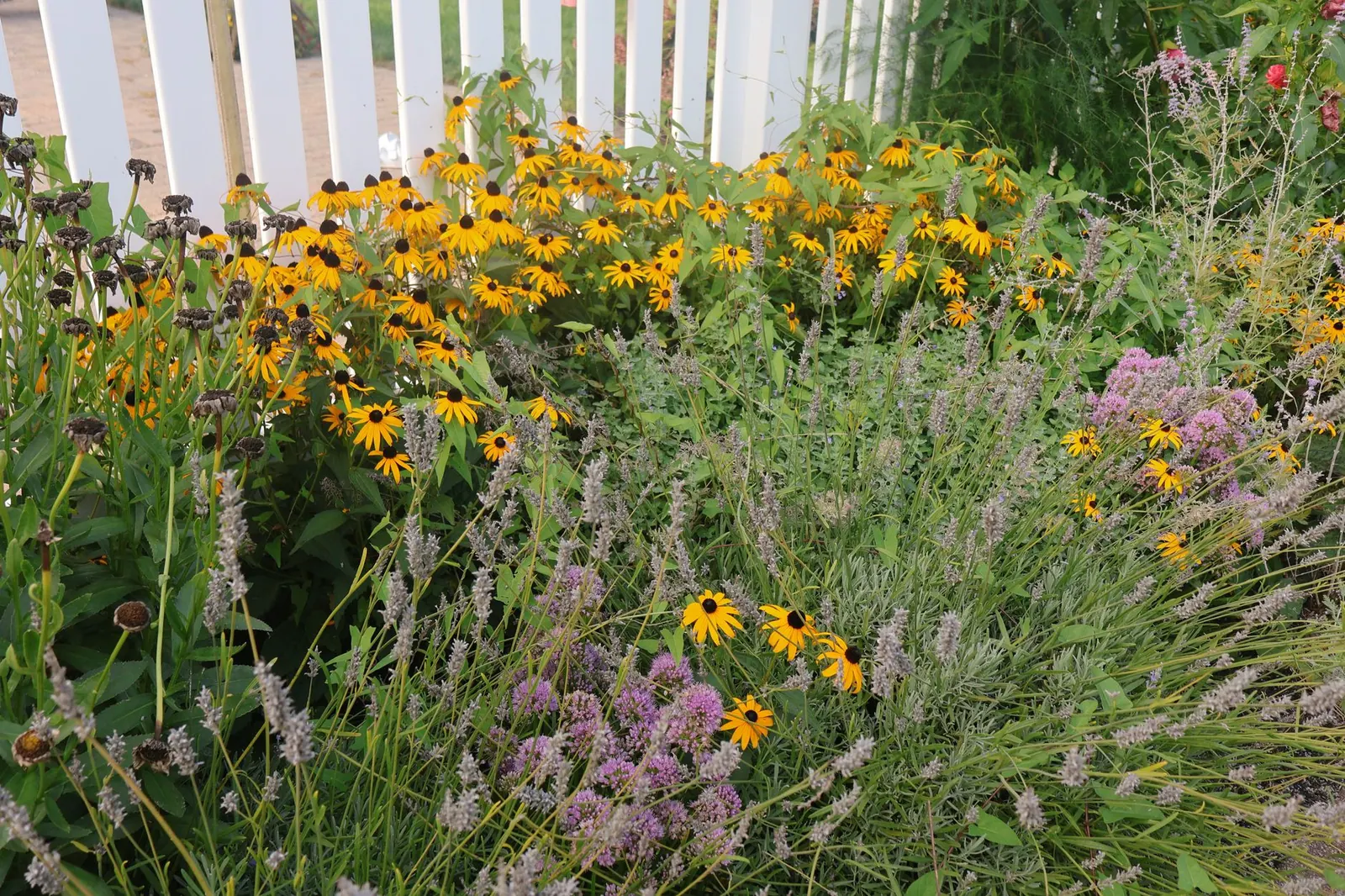 A lush garden featuring blooming wildflowers including lavender and black-eyed susans, set against a white fence.