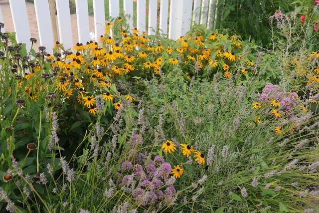 A lush garden featuring blooming wildflowers including lavender and black-eyed susans, set against a white fence.