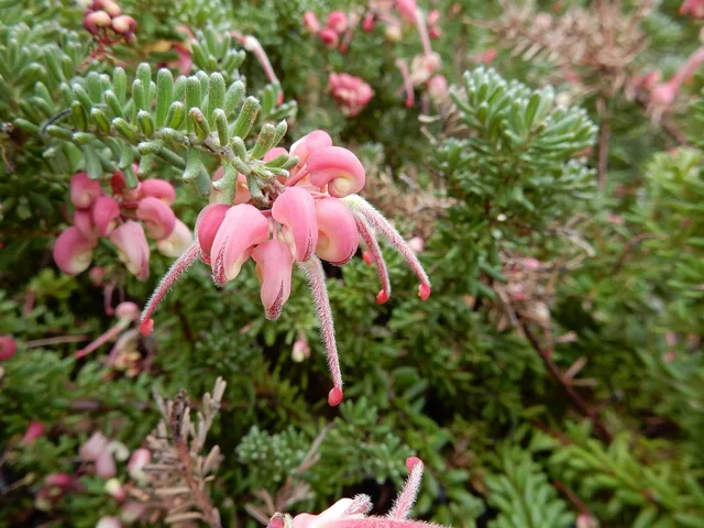 plant, native, australian, flower background, gravillea, flower wallpaper, leaf, nature, outdoor, beautiful flowers, flower, bush, shrub, pink, garden, australis, gardener, grow, wildflower, flora. Two ways to run front yard plant combinations ideas: before you buy versus design for a season of bloom