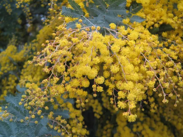 australia, wattle, native, plant, nature, yellow, golden