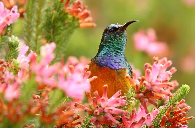orange-breasted sunbird, protea, colorful, flower background, blossom, bloom, nature, color, summer, flower, beautiful flowers, petals, spring, sunbird, flower wallpaper, blooming, pink, botanical garden, cape, south africa. Local climate quietly decides which native plants actually work