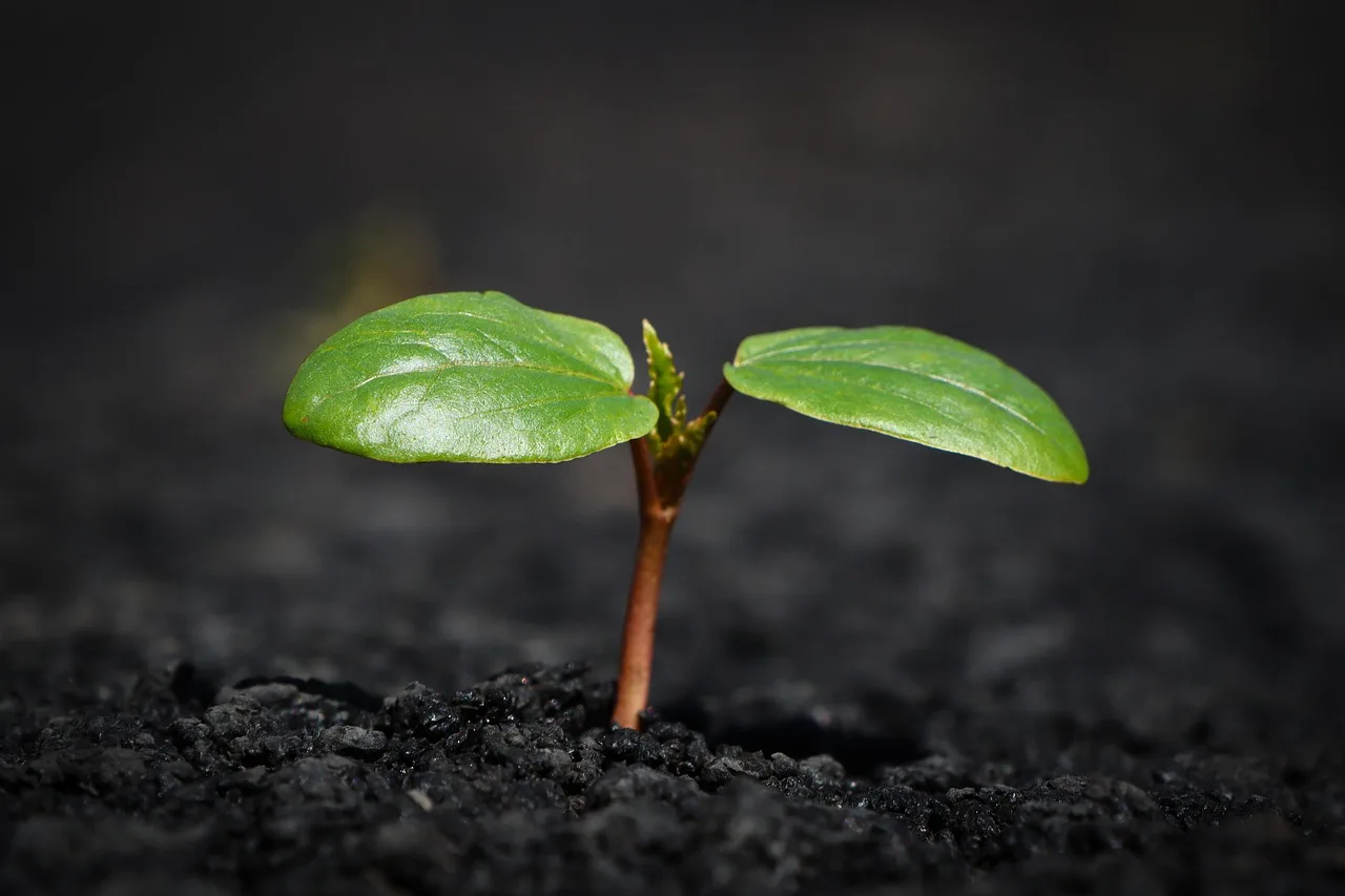 plant, nature, growth, botany, leaves, soil, earth, mother nature, nature, growth, growth, growth, soil, soil, soil, soil, soil, earth, earth, earth, earth. Regional Native Plants by Region: A Yard-Selection Framework