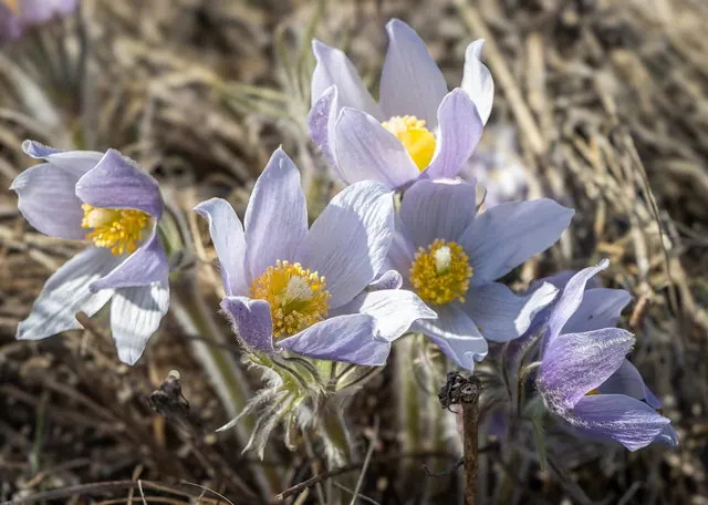 prairie, crocus, crocuses, bunch, saskatchewan, nature, native plants, flora, wildflower, spring, march, yellow, pink, violet, dry, grass. Rule mistakes that cost native gardeners the most
