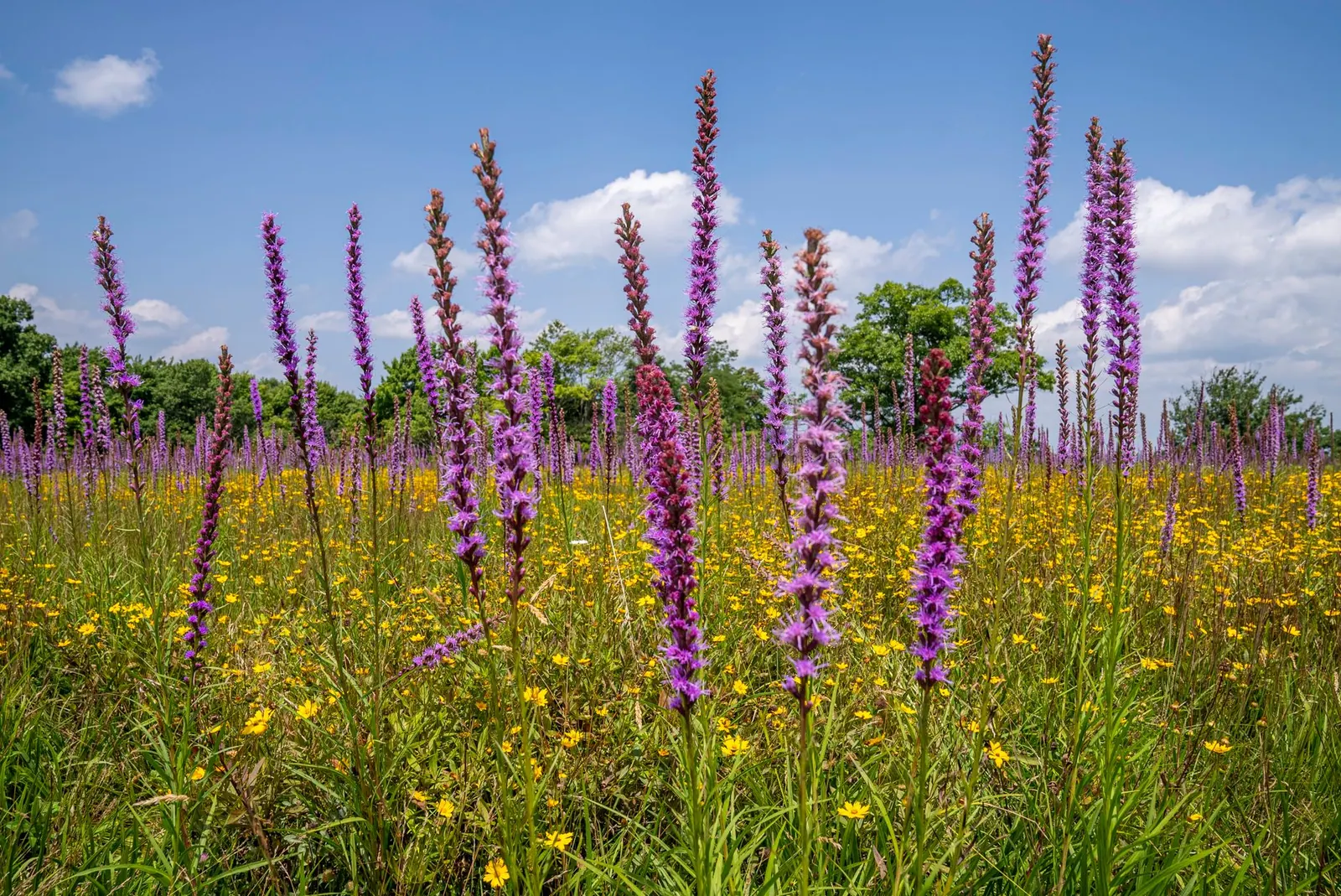 Colorful meadow of gayfeather and wildflowers under a blue sky in North Carolina.