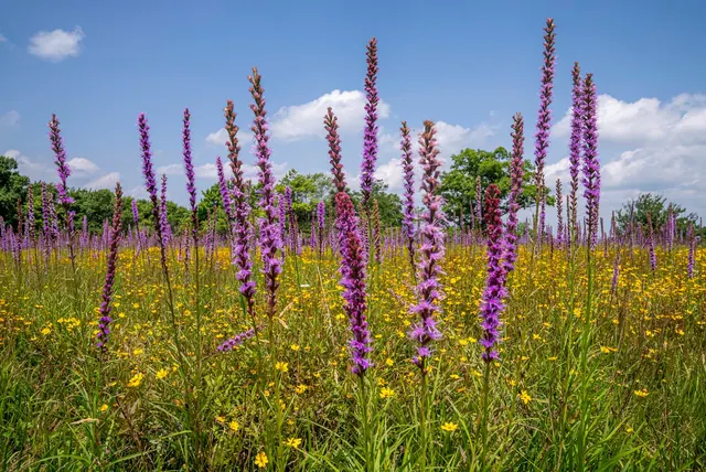 Colorful meadow of gayfeather and wildflowers under a blue sky in North Carolina.