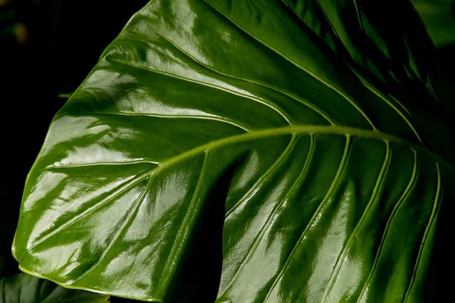leaf, green, rain forest, wild, wet, nature, rain, native lily, cunjevoi, alocasia brisbanensis, native, queensland, australia. Native landscaping rules: who to ask before you plant