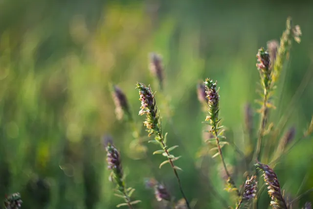 A serene close-up of purple wildflowers in a lush summer meadow, highlighting nature's beauty.