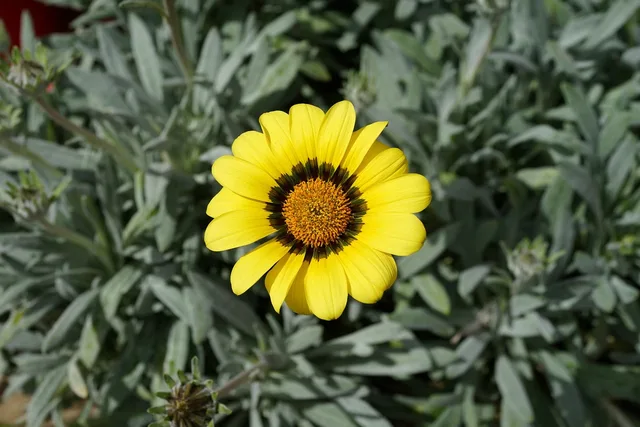 native, garden, botanical, floral, australia, nature, botany, macro. Native yard makeovers rules: what to check locally