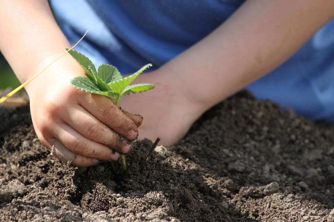 plants, put, spring, nature, garden, plant, allotment garden, bed. Native Yard Projects Planning: A Process Overview