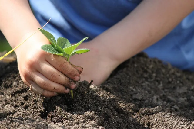plants, put, spring, nature, garden, plant, allotment garden, bed. Native Yard Projects Planning: A Process Overview