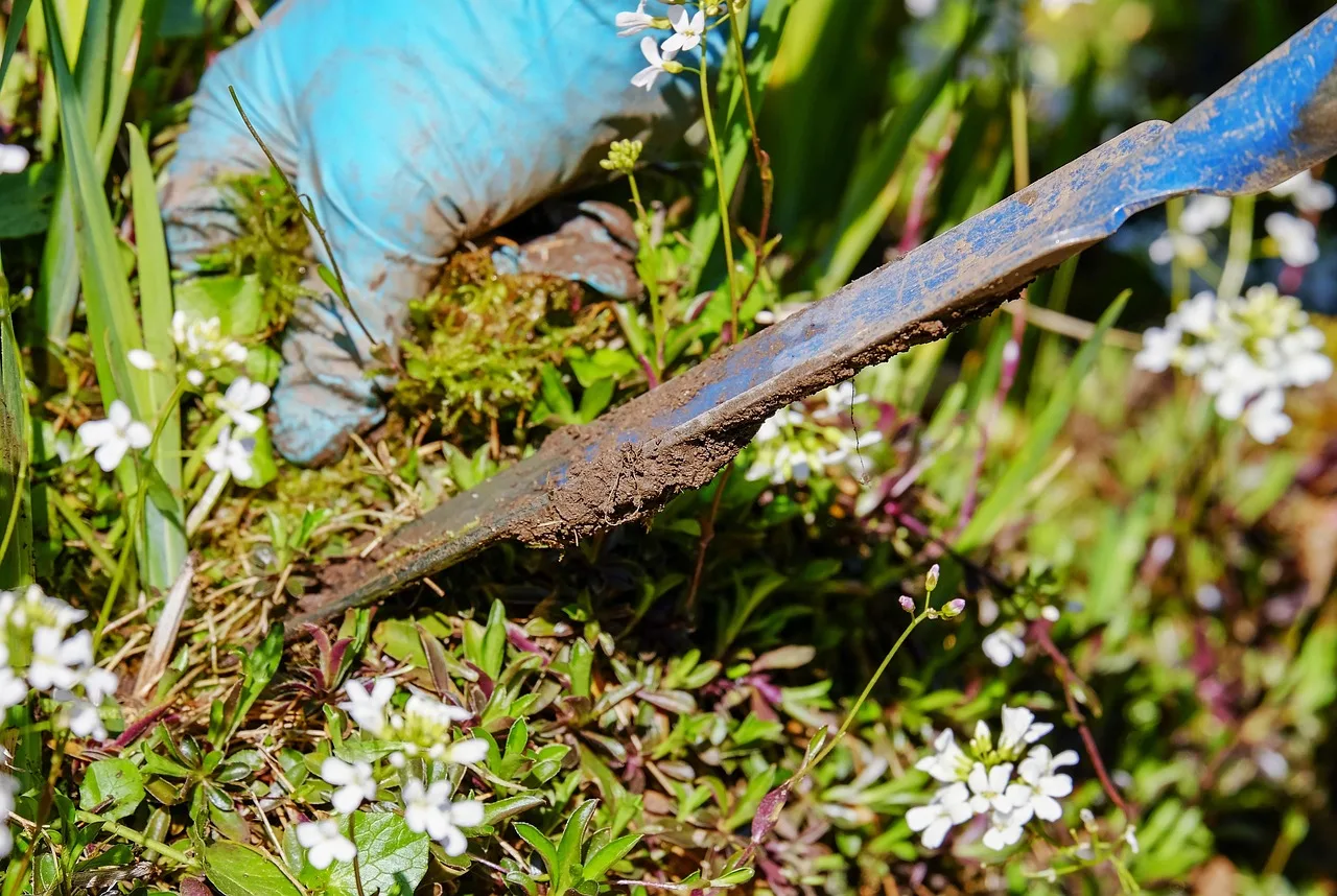 gardening, garden, weed, pluck, nature, weeding, ornamental garden, garden tool, shovel, deep-seated, root, remove, spring. Working checklist for lawn replacement cost: three budget levels