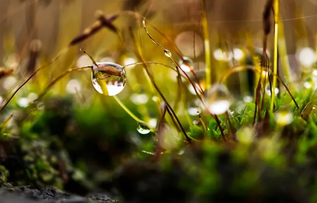 moss, drops, water, nature, wet, macro, grass, waterdrop, plant, close up, forest, droplets, raindrop, bokeh, dewdrop, meadow, lawn, garden, moss, moss, moss, moss, moss, forest, f