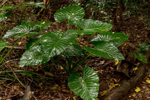 native lily, cunjevoi, alocasia brisbanensis, leaves, green, nature, rain forest, wild, wet, rain, native, queensland, australia. Native Landscaping Bids: Read Exclusions First