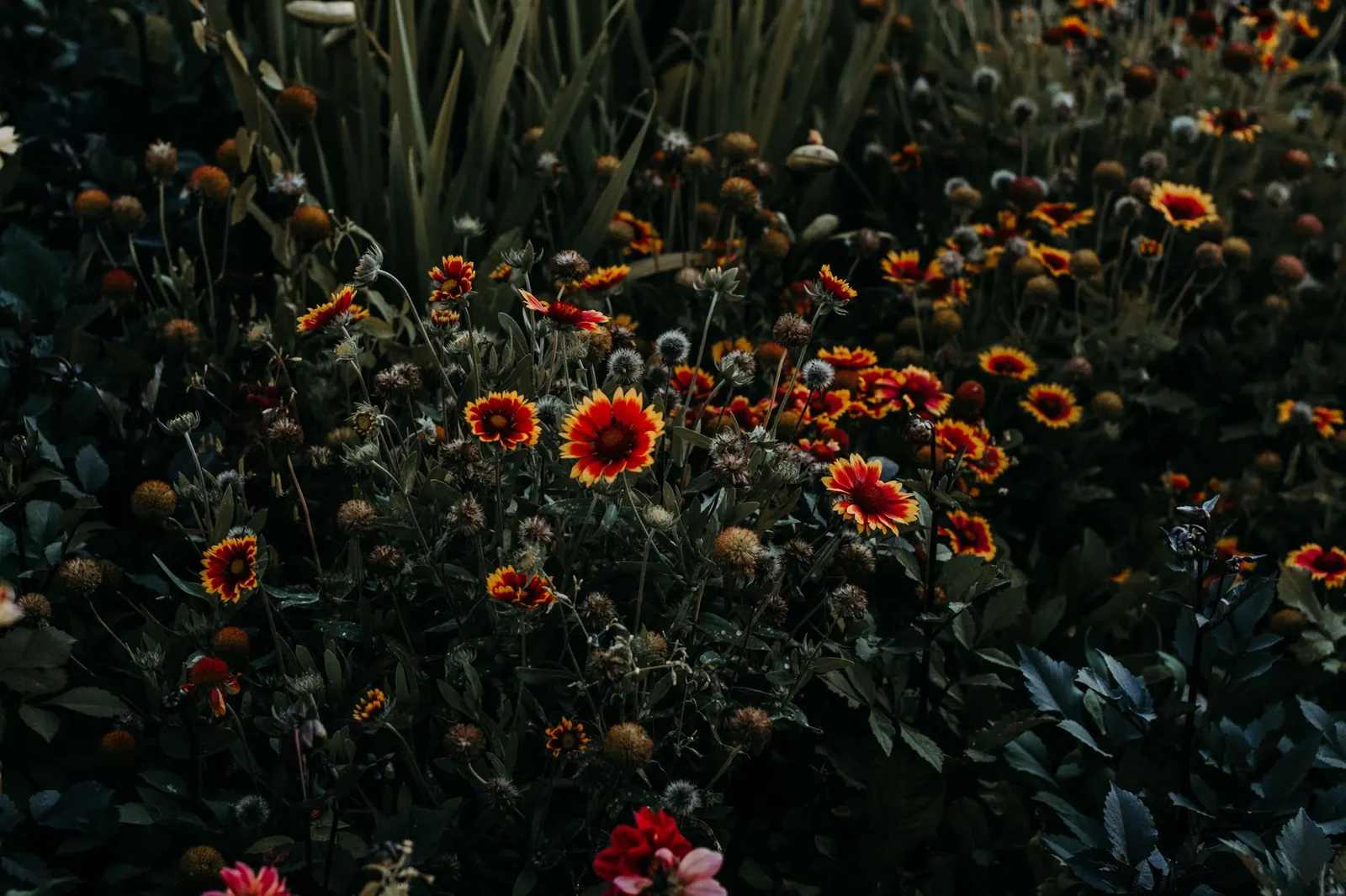 A moody, dark-toned image of vibrant wildflowers thriving in a lush garden setting. Native garden mistakes: what costs people time and money