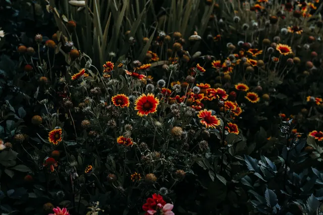 A moody, dark-toned image of vibrant wildflowers thriving in a lush garden setting. Native garden mistakes: what costs people time and money