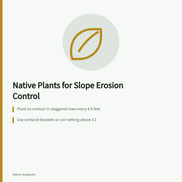 Slope with native grasses and wildflowers holding soil. Native Plants for Erosion Control on Slopes: A US Slope-by-Slope Guide