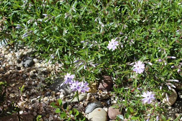 stone bed, plant, stone bed plant, nature, garden, bed, flower bed. Building a plan for native yard makeovers case studies: choosing your model