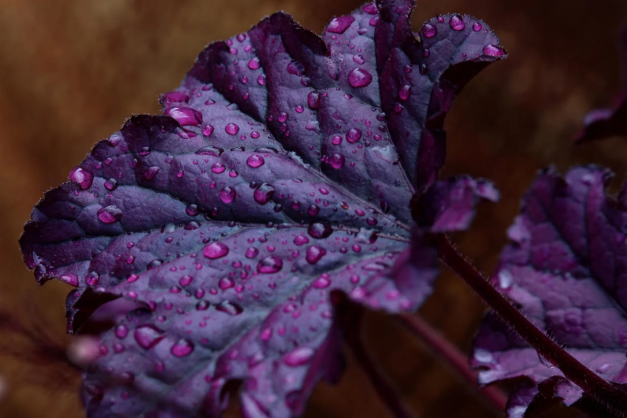 purple bells, saxifrage, rock garden plant, raindrop, drops, droplets, leaf veins, leaf, purple, nature, violet, garden, flower bed, flora, decorative. How to judge a native plant for your own yard: ecoregion, habitat and upkeep