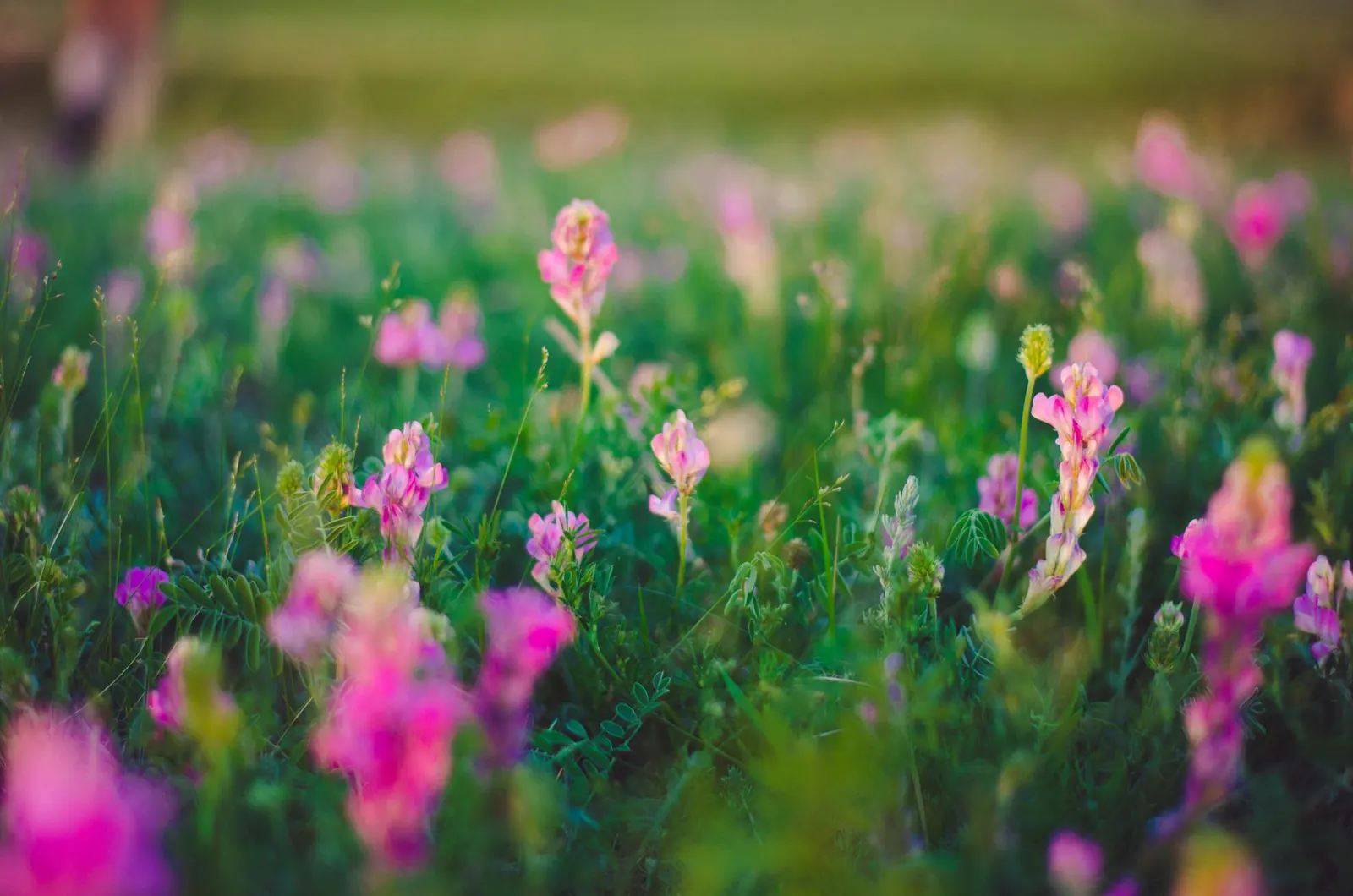 A beautiful meadow of pink wildflowers bathed in warm sunlight, capturing the essence of spring.