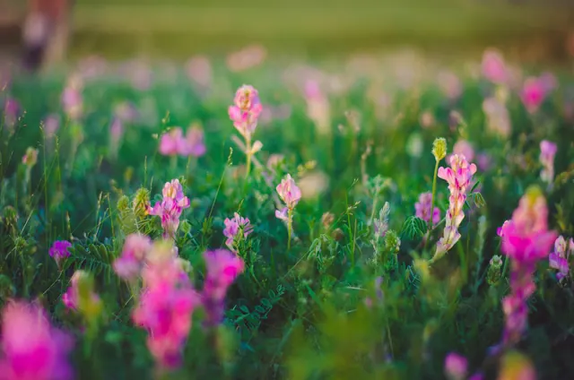 A beautiful meadow of pink wildflowers bathed in warm sunlight, capturing the essence of spring.