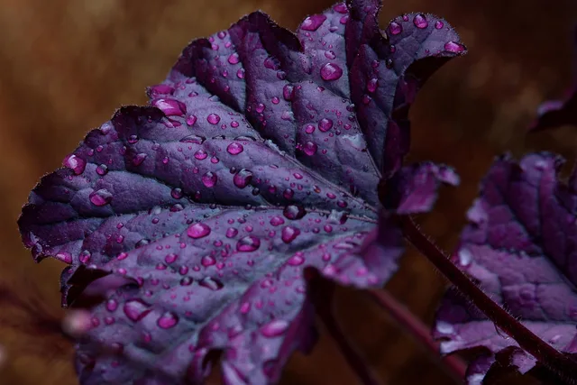 purple bells, saxifrage, rock garden plant, raindrop, drops, droplets, leaf veins, leaf, purple, nature, violet, garden, flower bed, flora, decorative. How to judge a native plant for your own yard: ecoregion, habitat and upkeep