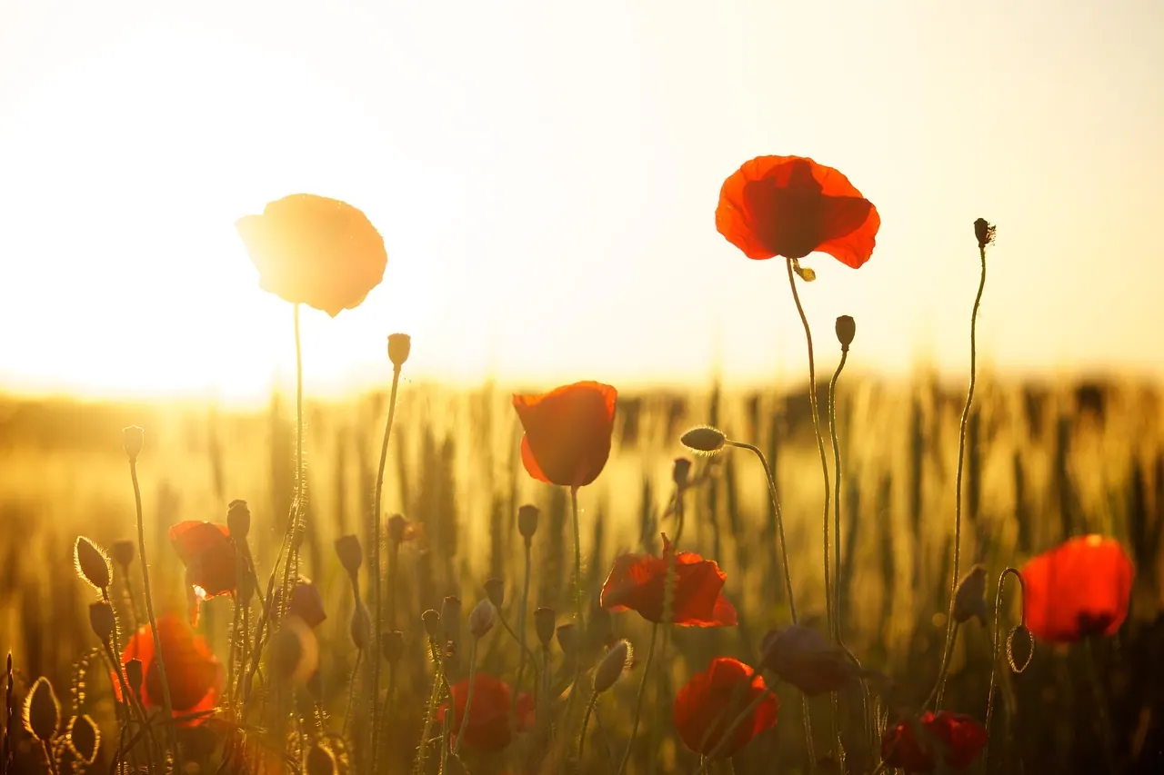 poppies, beautiful flowers, mac wallpaper, field, sunset, dusk, 4k wallpaper 1920x1080, sunlight, desktop backgrounds, free background, cool backgrounds, flowers, flower wallpaper,